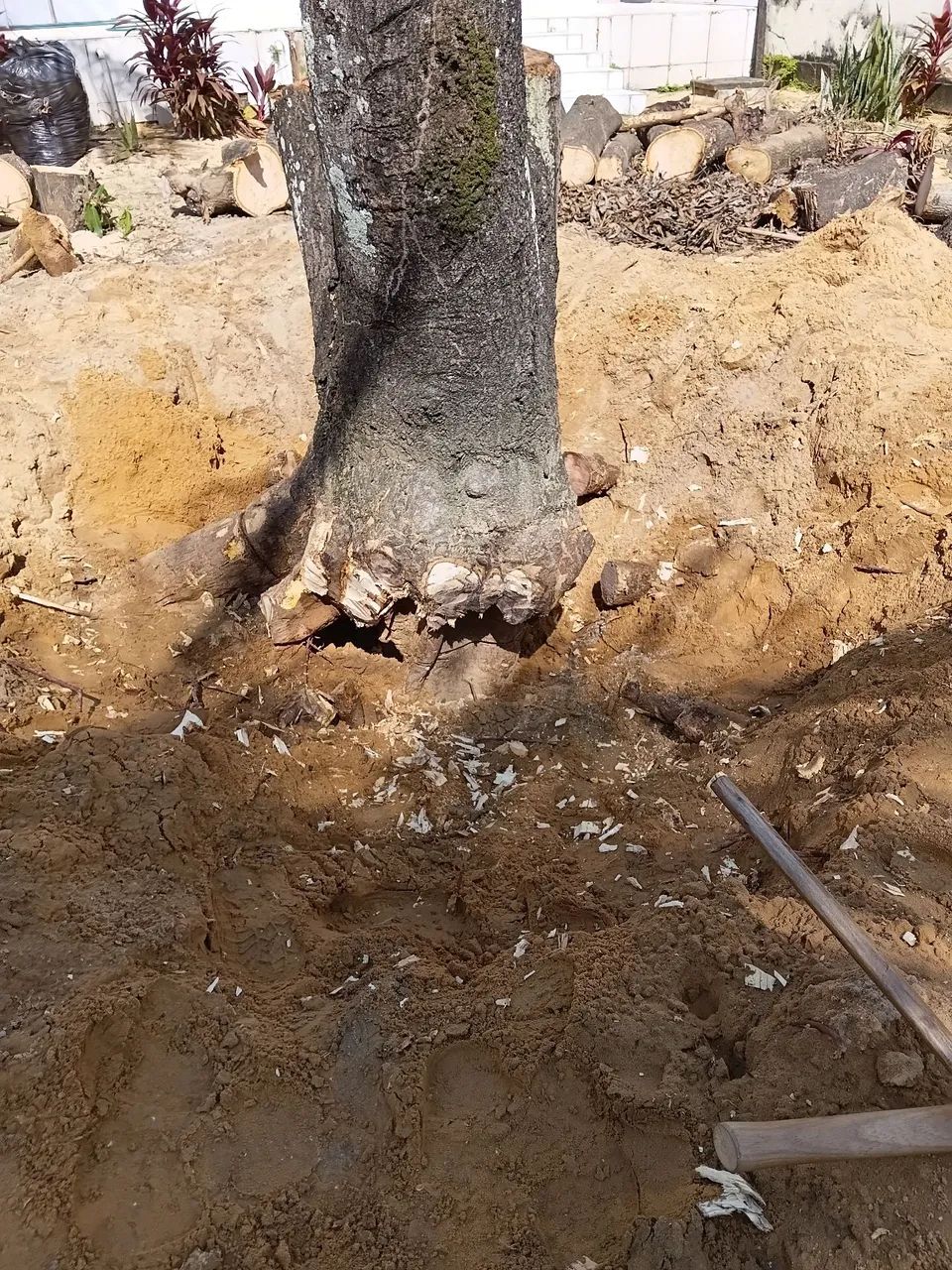 Poda de árvore  - Foto 4