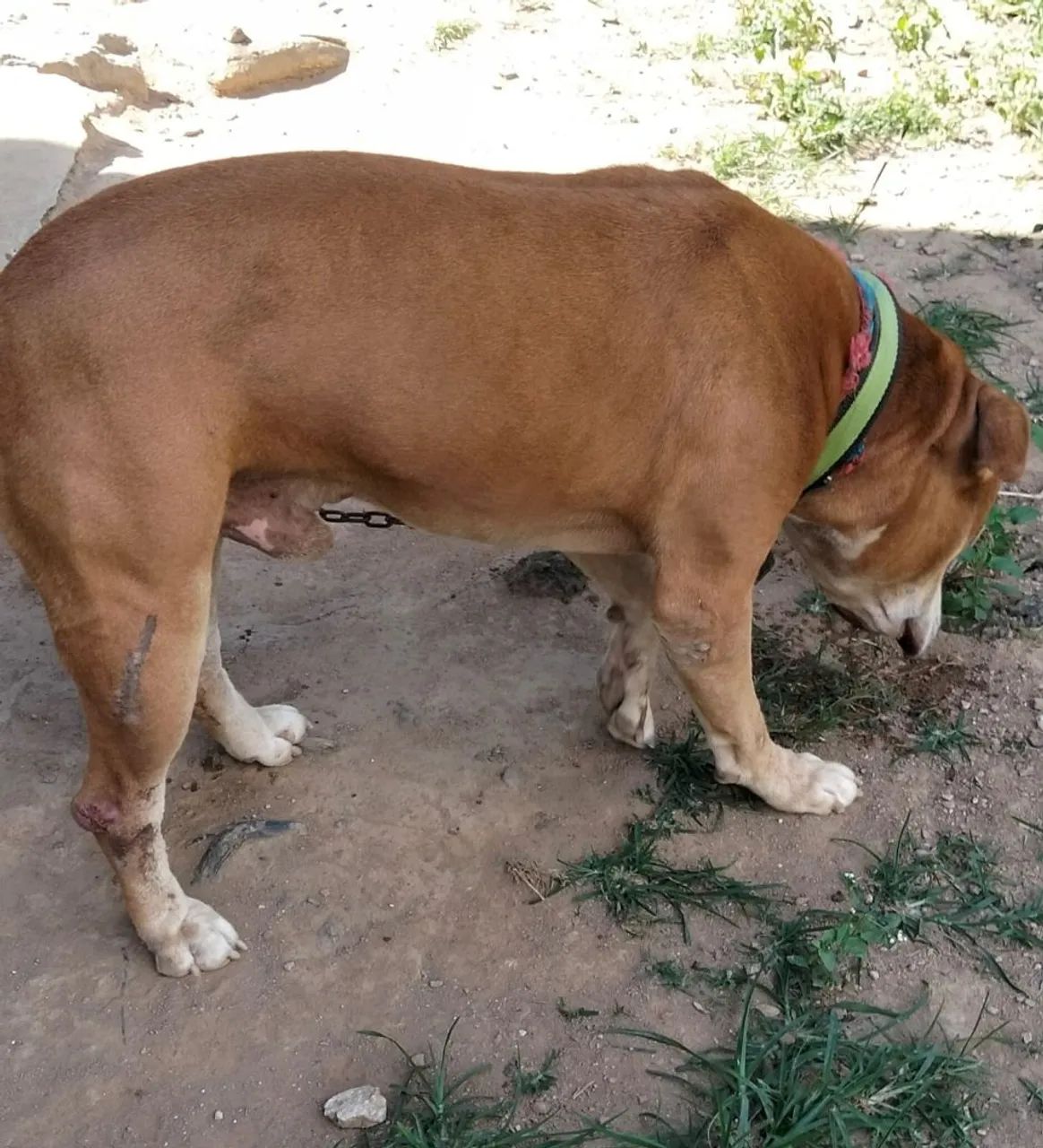 Pit Bull Red Nose  - Foto 5