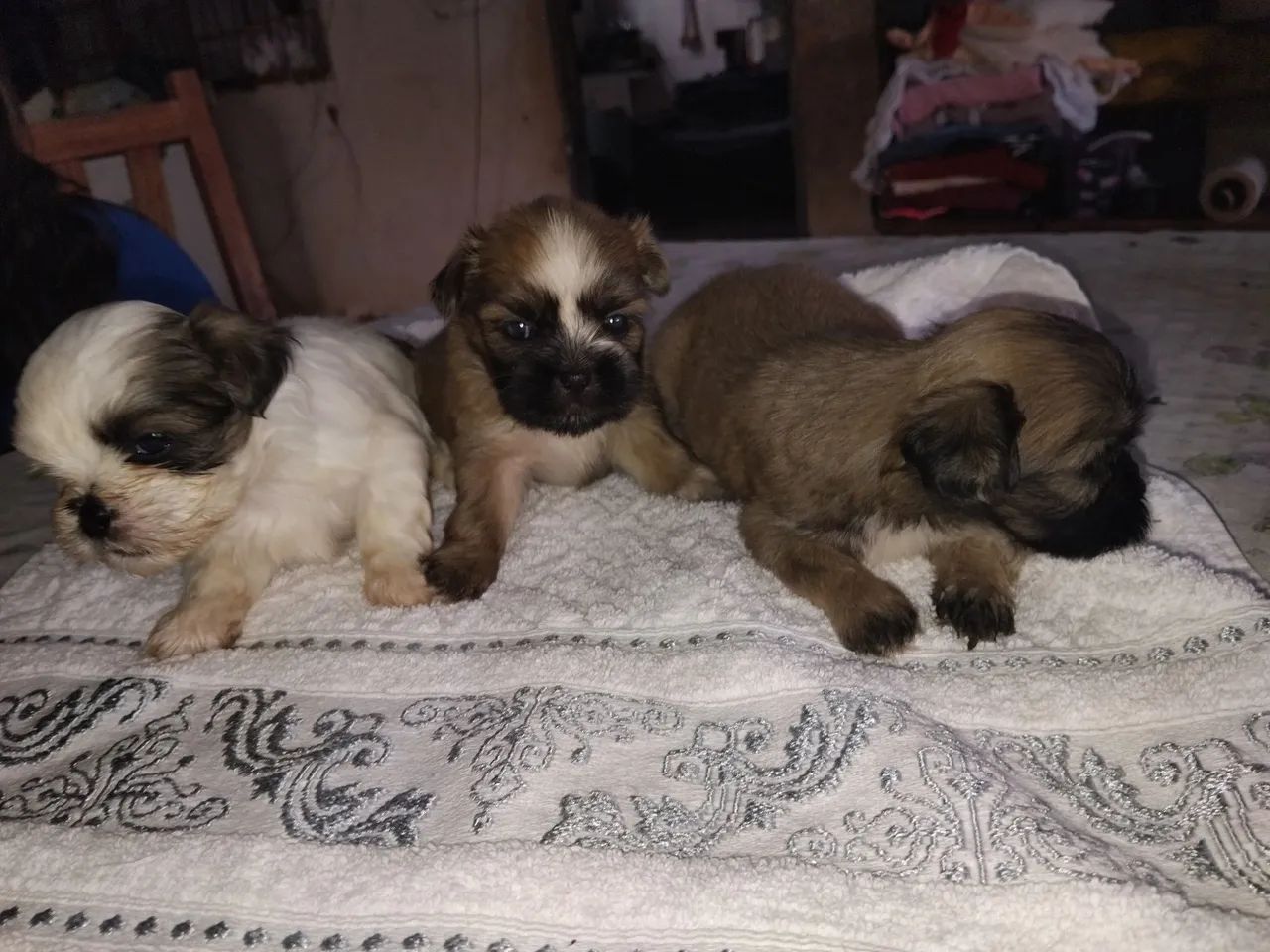 Cachorro  - Foto 4