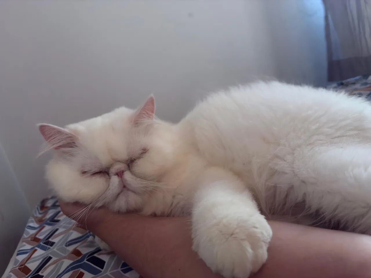 Gato persa macho  - Foto 5