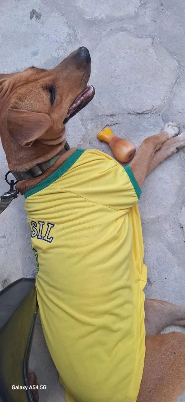 Estou doando - Foto 2