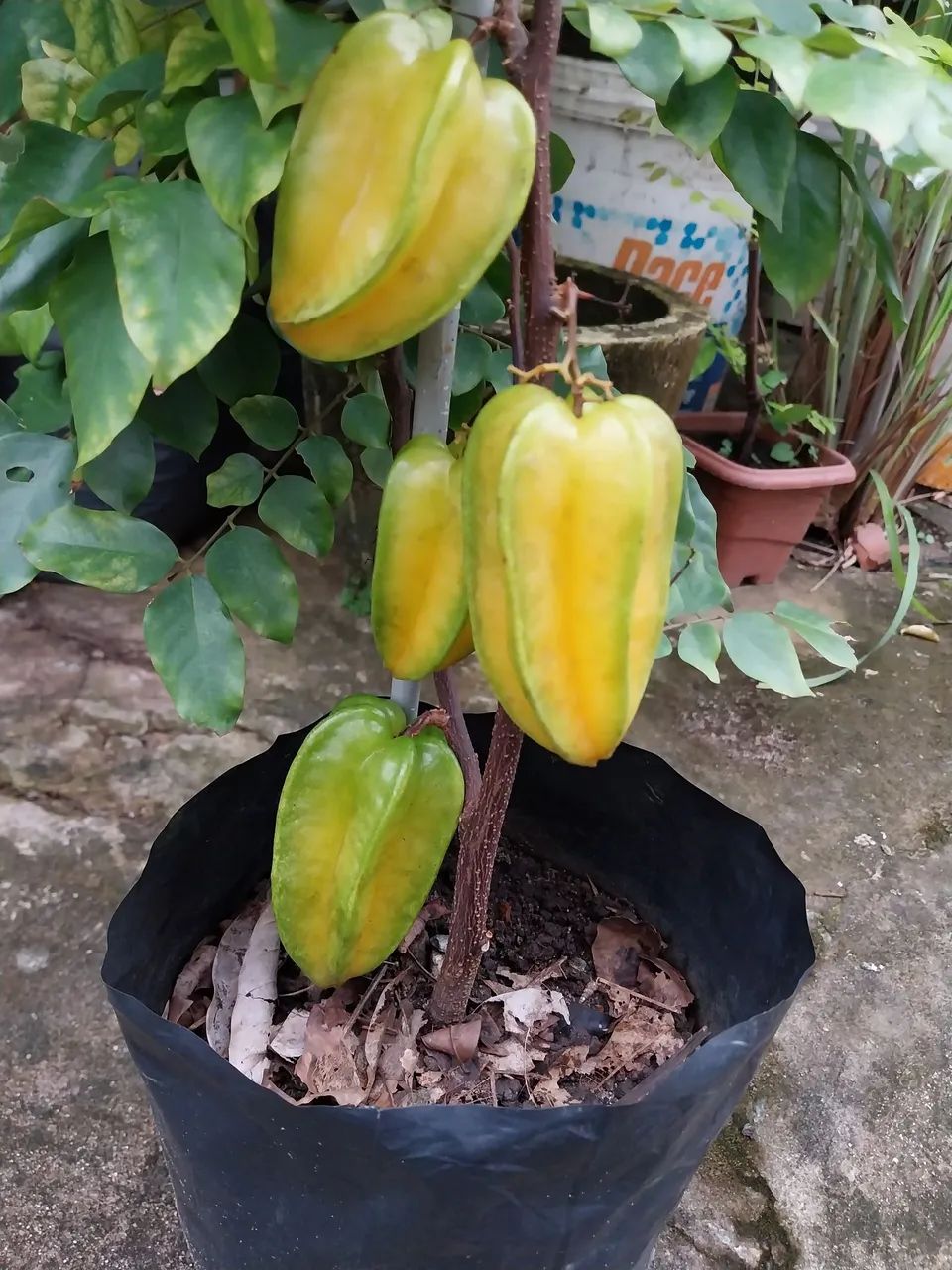 Frutíferas  - Foto 3