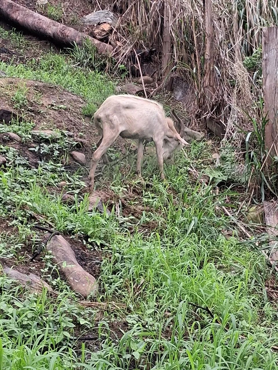 Cabrito - Foto 2