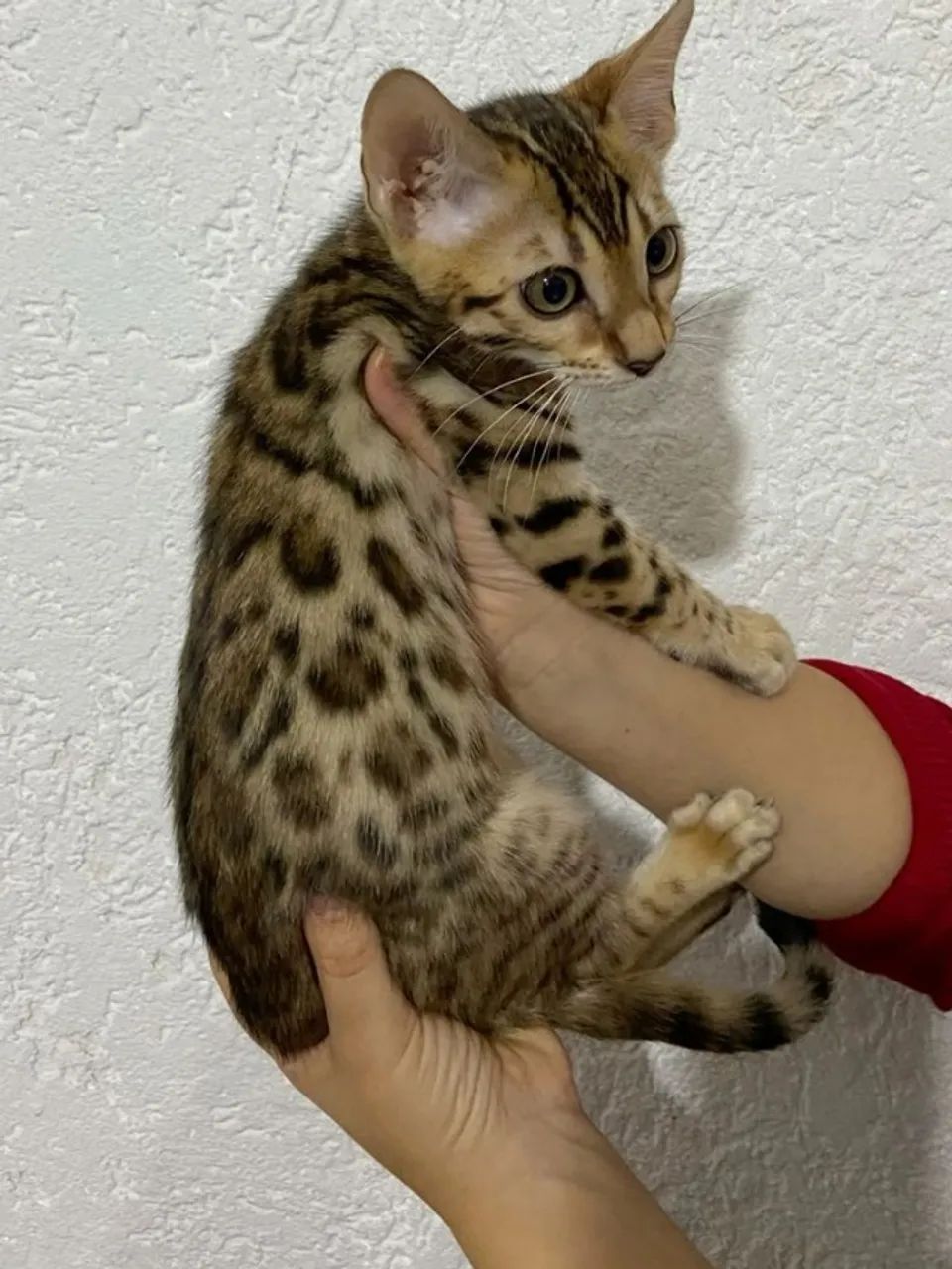 Bengal Oncinha Lindos Filhotes  - Foto 2