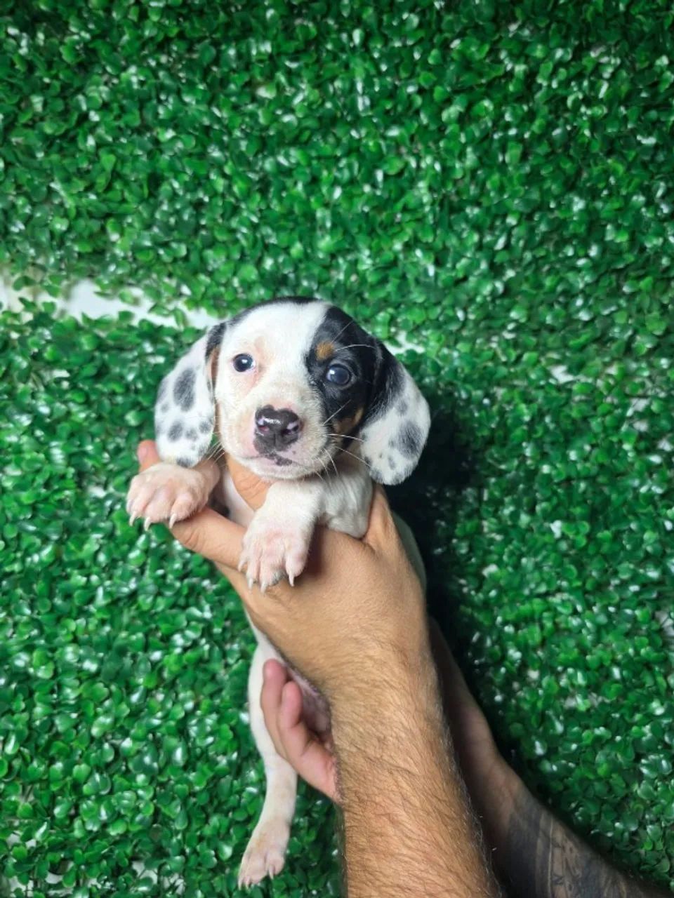 Filhote Dachshund