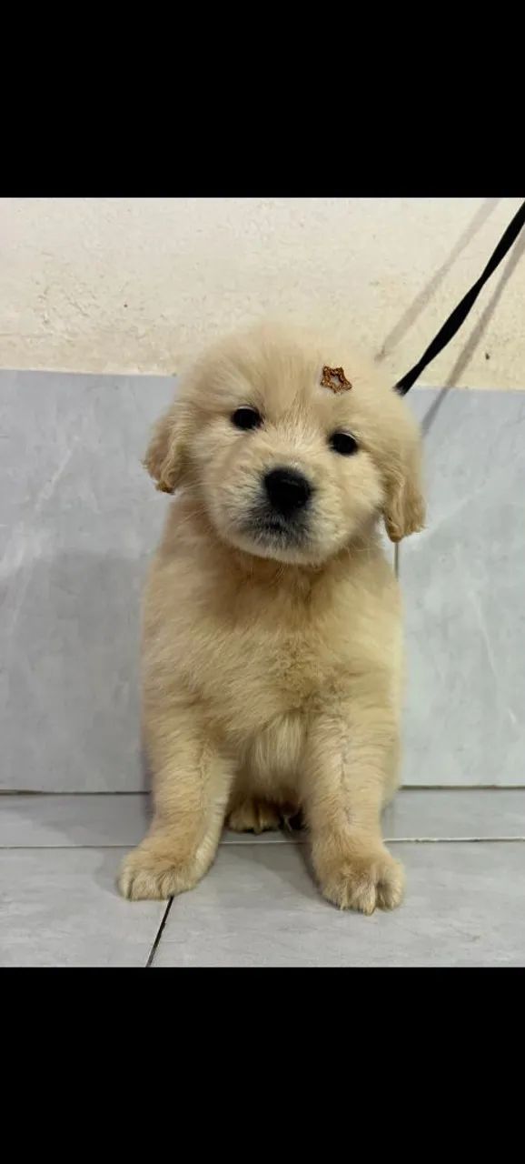 Golden Retriever 