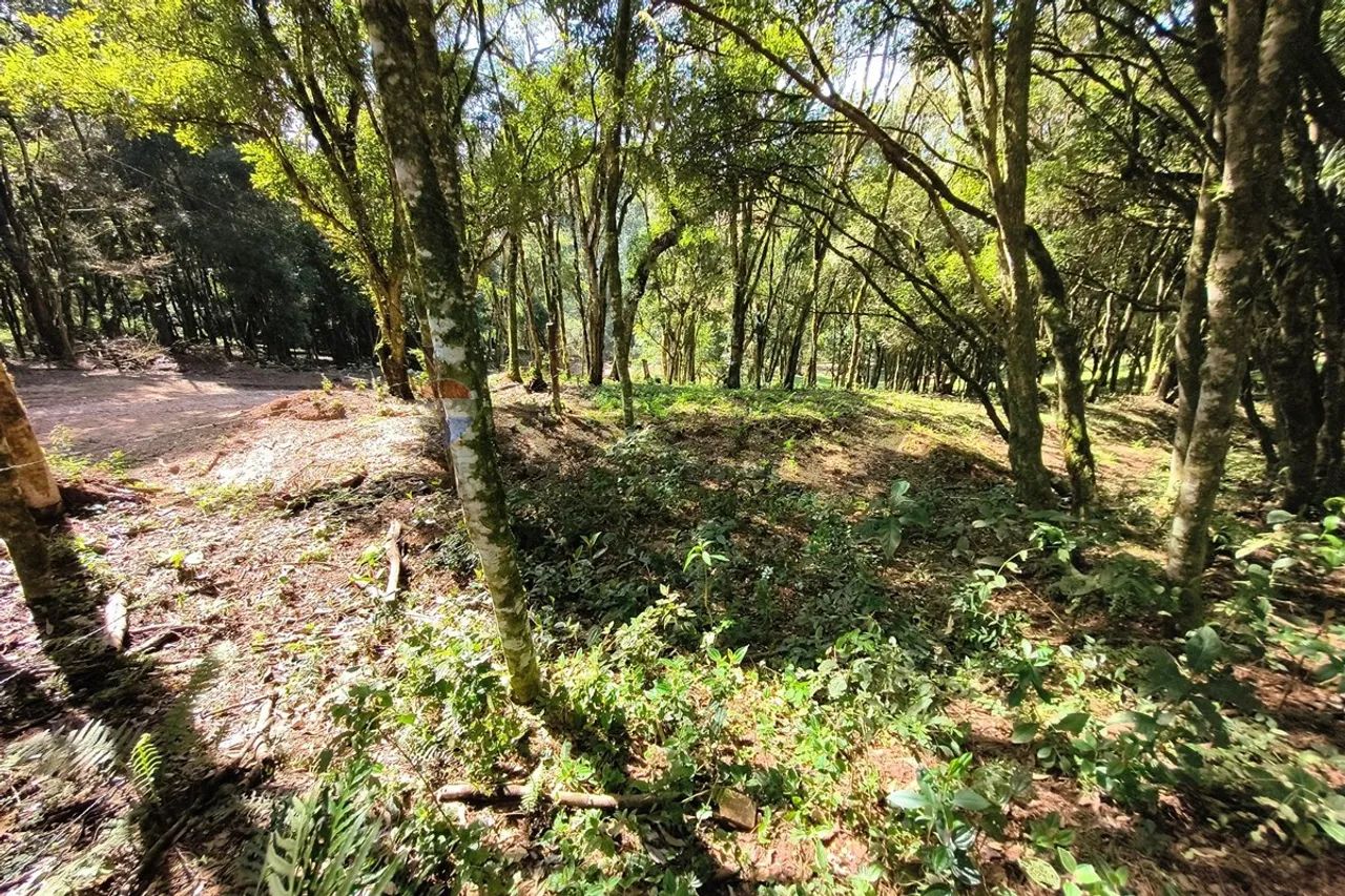 Chacara em Mandirituba - Foto 4
