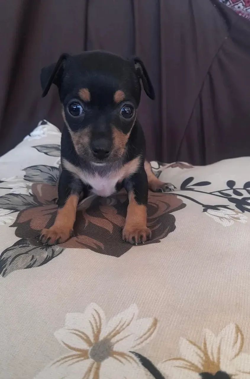 Pinscher miniatura chocolate  - Foto 2