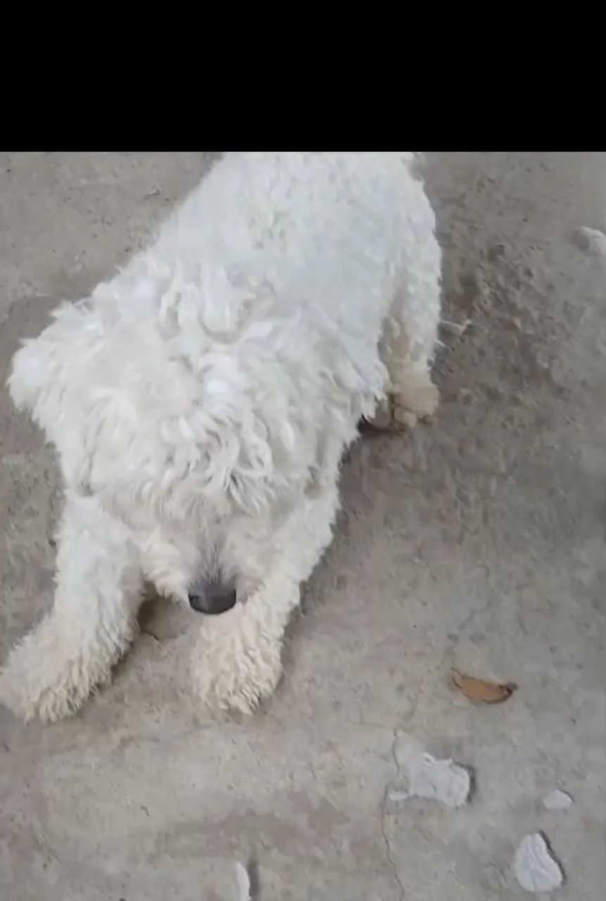 Poodle  - Foto 2