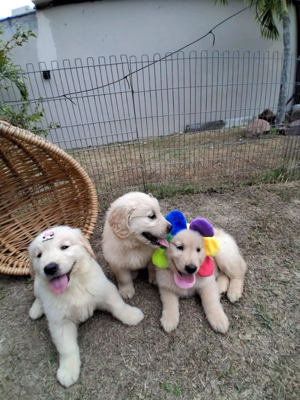 Golden Retriever - Foto 2