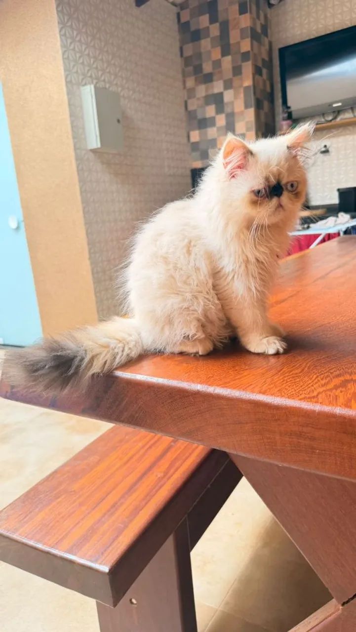 Gato Persa 65093397266945121