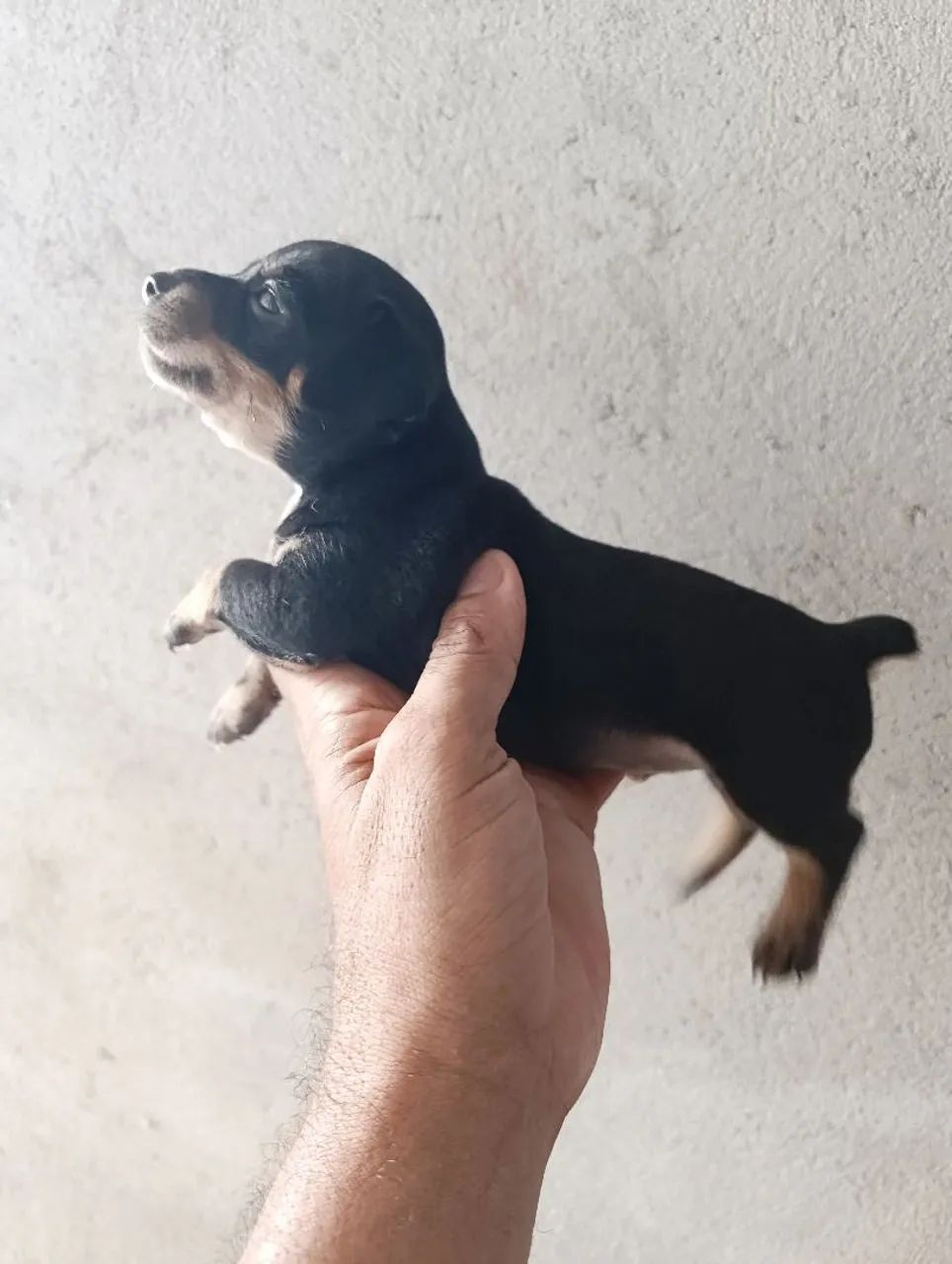 Pinscher miniatura