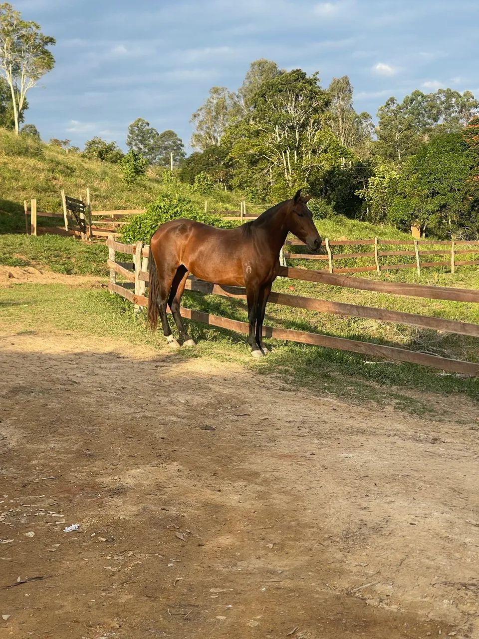 ÉGUA MANGALARGA MARCHADOR REGISTRADA ?