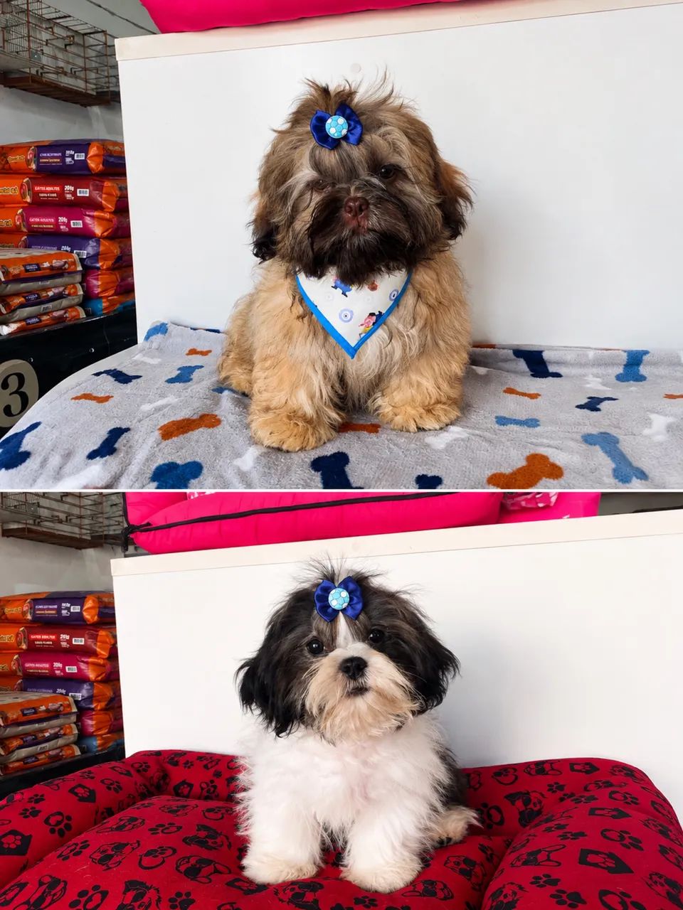 Animais de estimação  - Foto 2