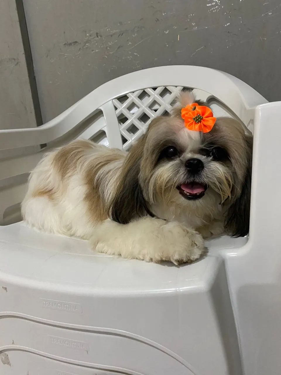 ShihTzu macho - Foto 2