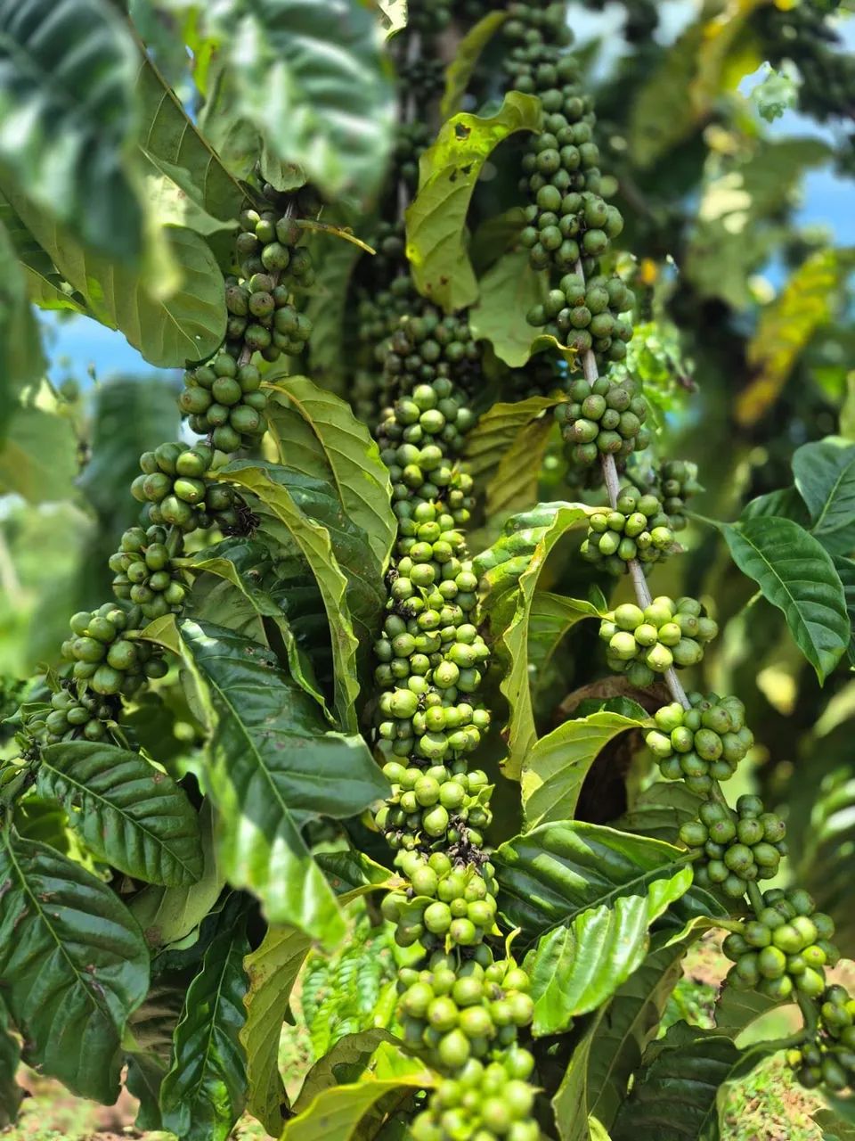 Fazenda de café em Itabela - Foto 2