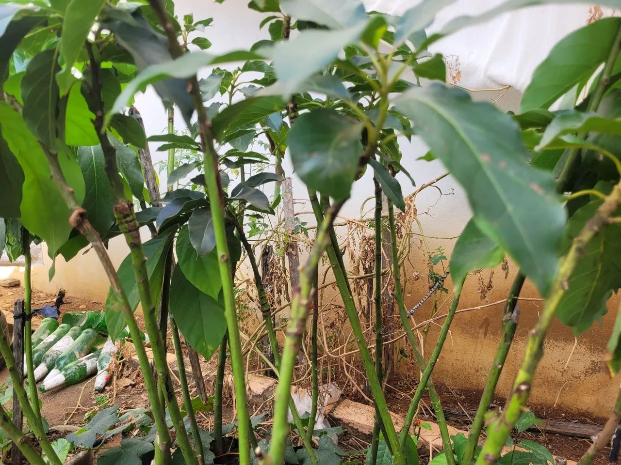 Mudas de abacate enxertadas. - Foto 3
