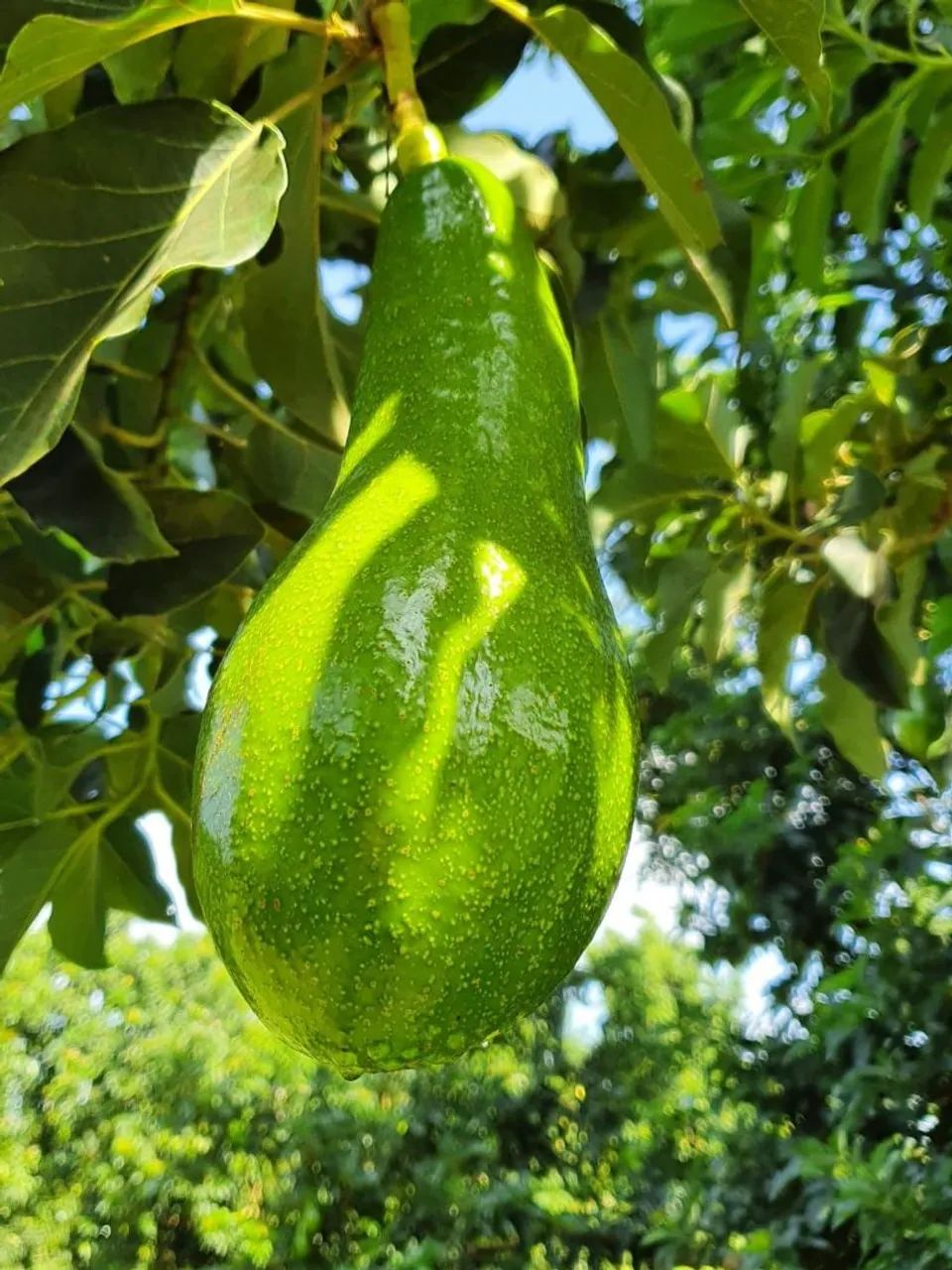 Mudas de abacate Manteiga 