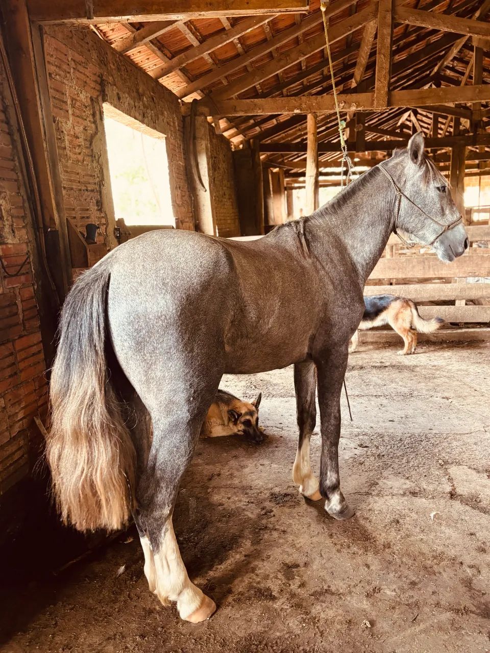 Cavalo Crioulo Tordilho Domado e Manso