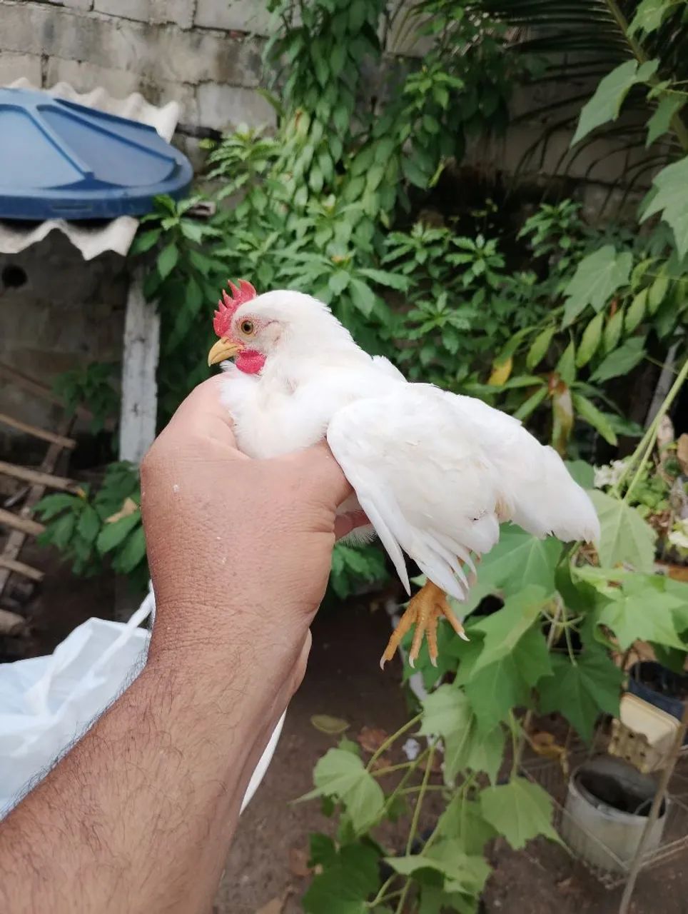 Galinha Galizé  - Foto 3