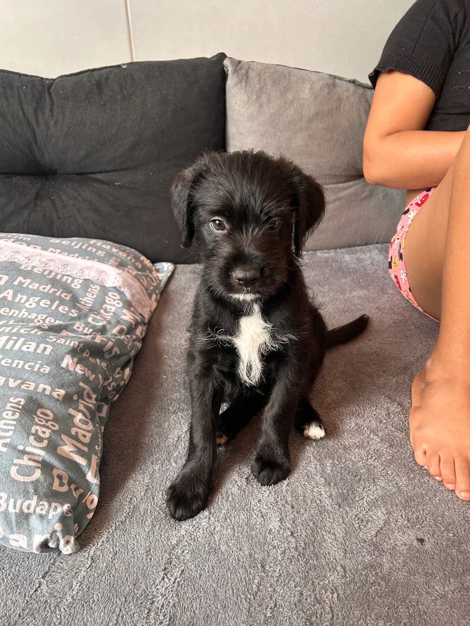 Cachorro pra doação 