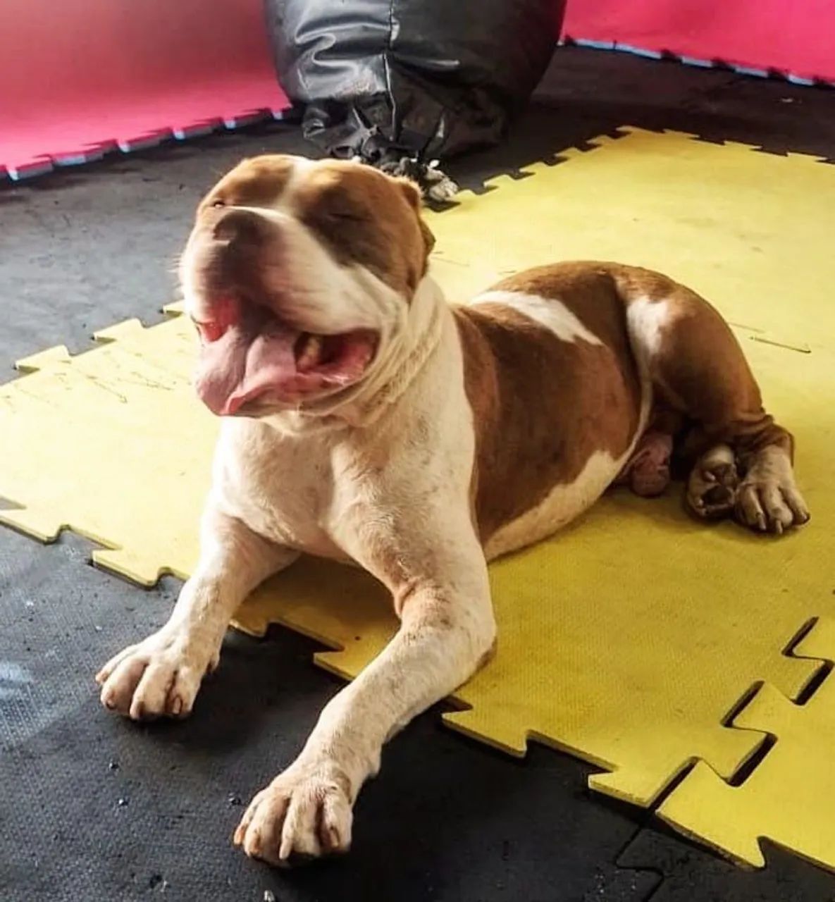 Pit bull filhote - Foto 3