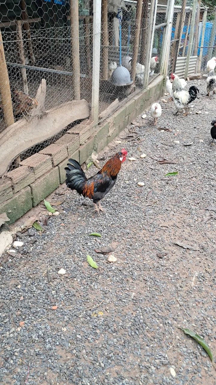 Vendo galinho modelado lindo.