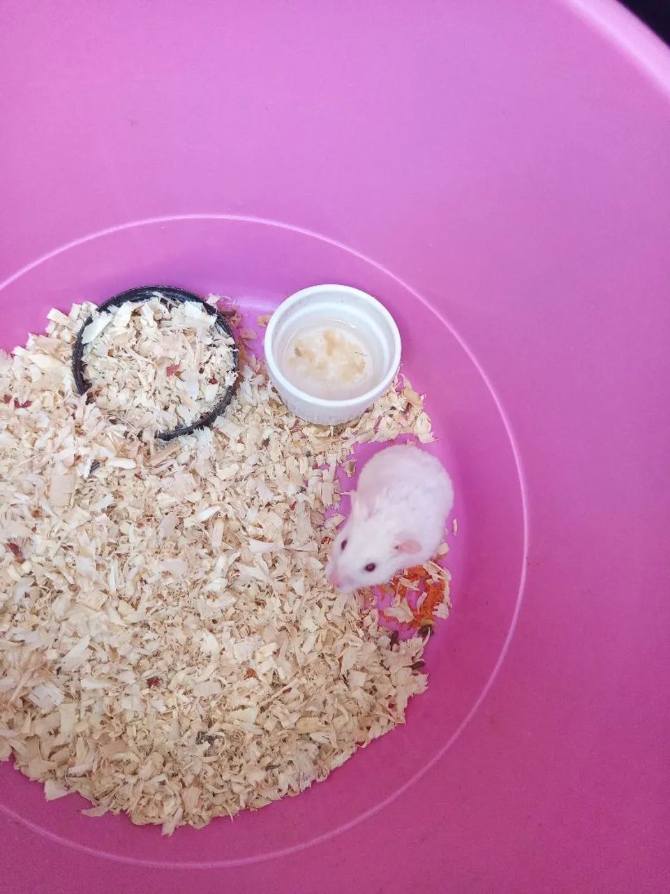 Hamster  - Foto 3