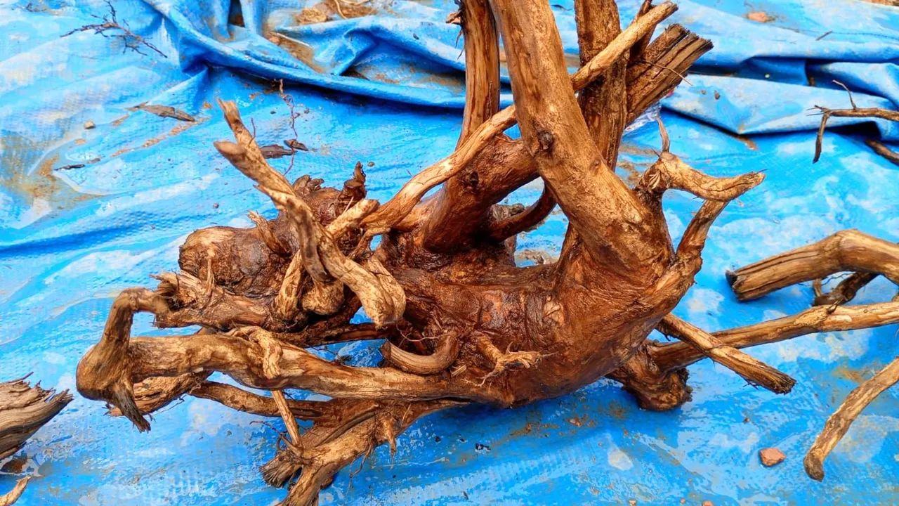 Tronco natural raíz  para aquário 