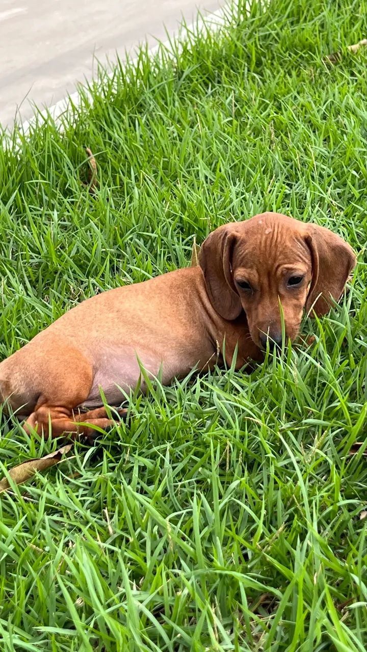 Cachorro - Foto 3