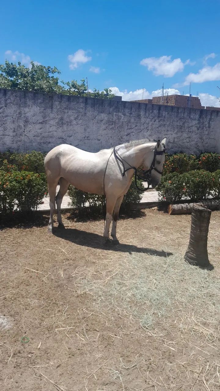 Egua mangalarga 