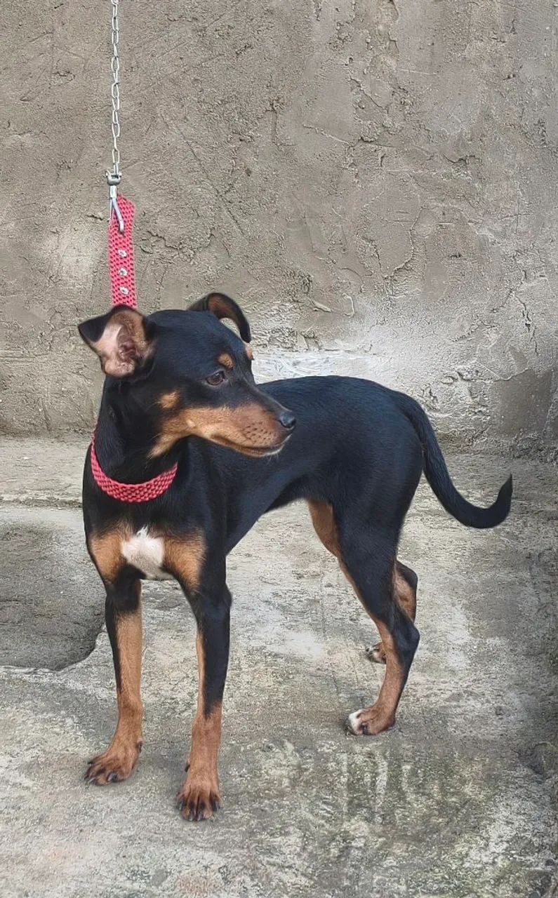 vendo