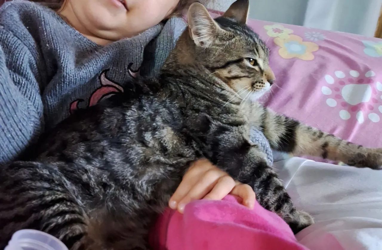 Gatinha para doação 