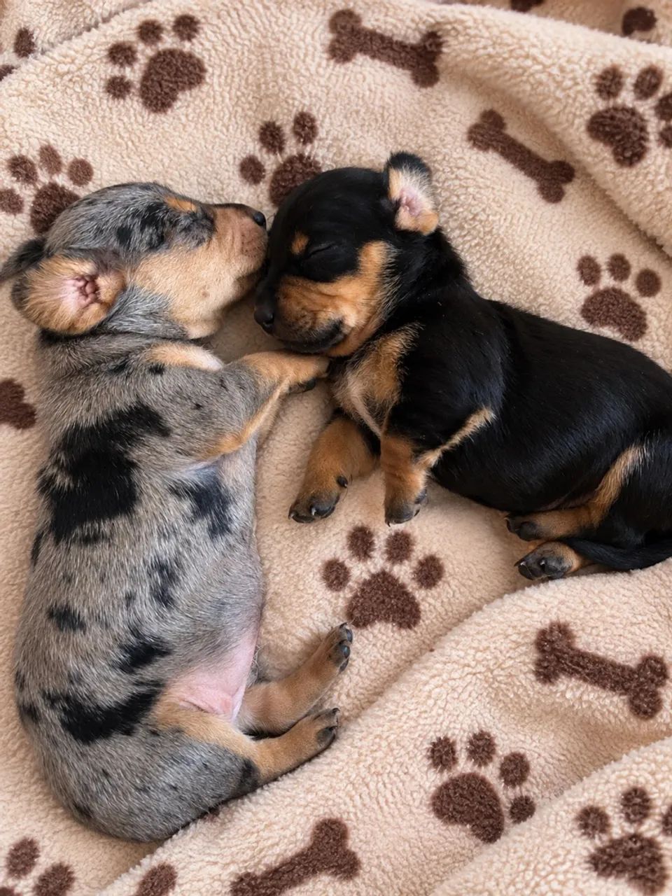 Dachshund 