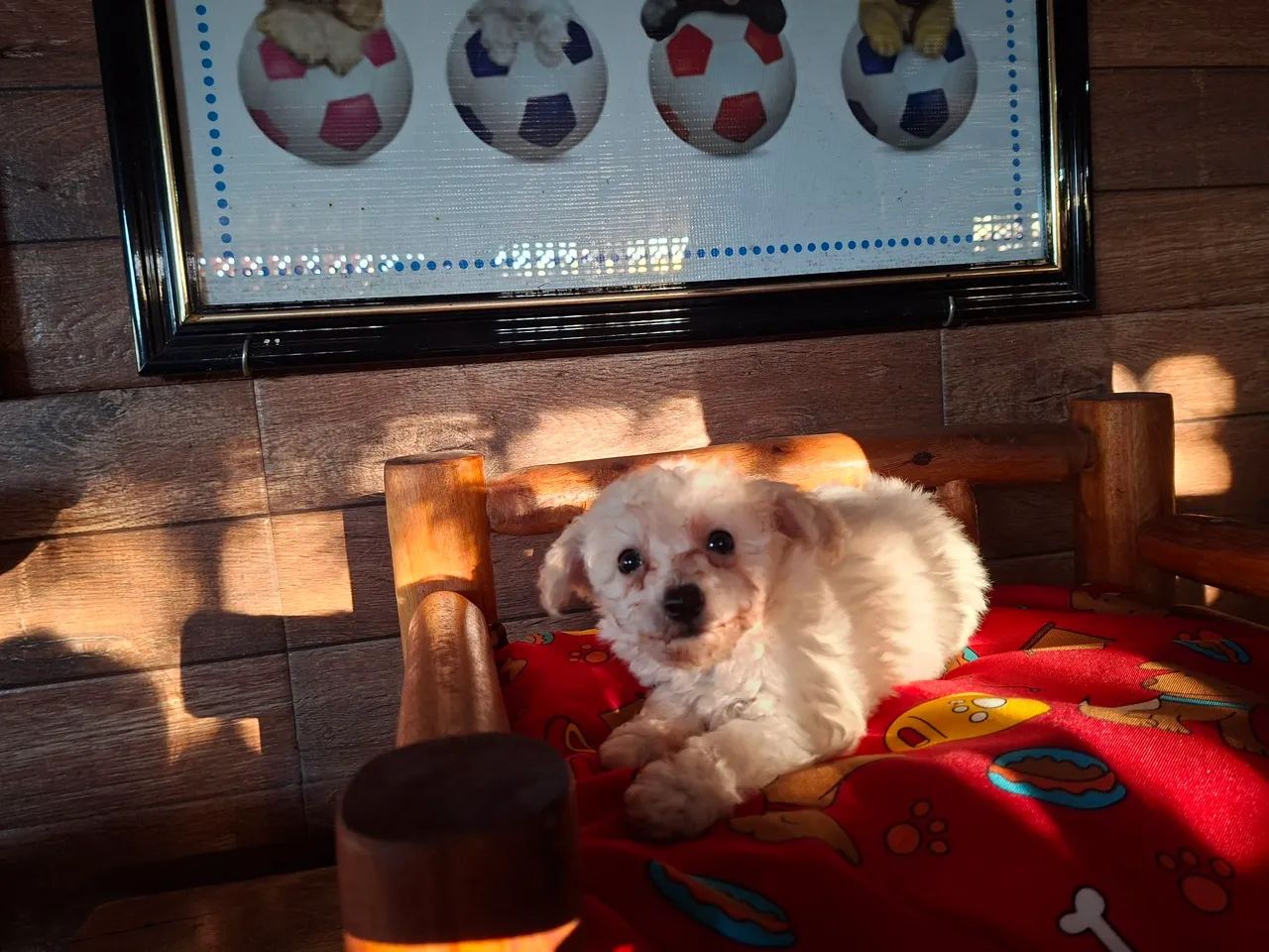 Pooble macho  - Foto 2