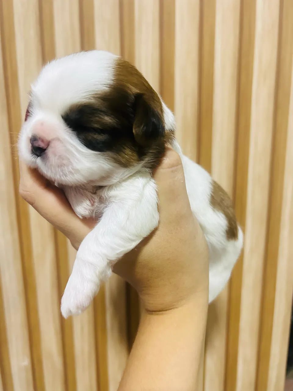 Shih Tzu - Foto 2