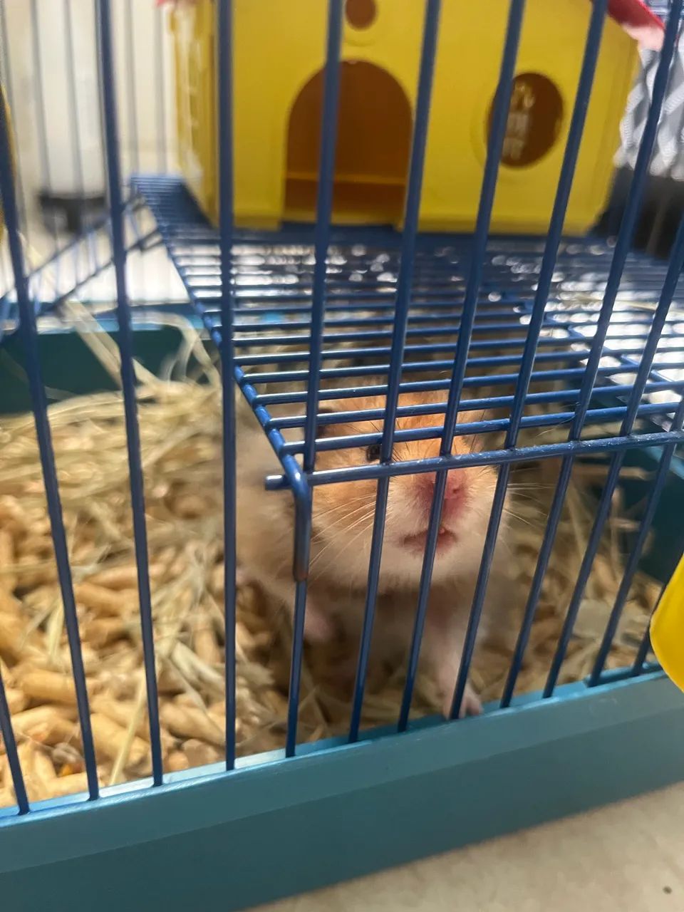 VENDO HAMSTER + GAIOLA + EQUIPAMENTOS - Foto 4