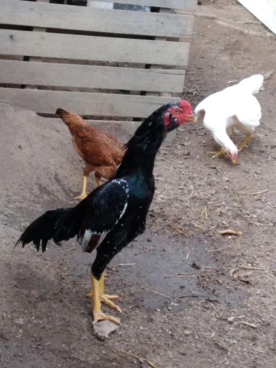 Galo Indio 