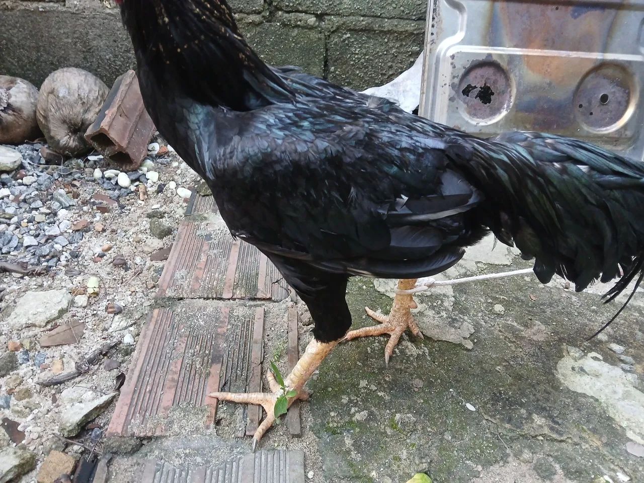Frango  - Foto 2