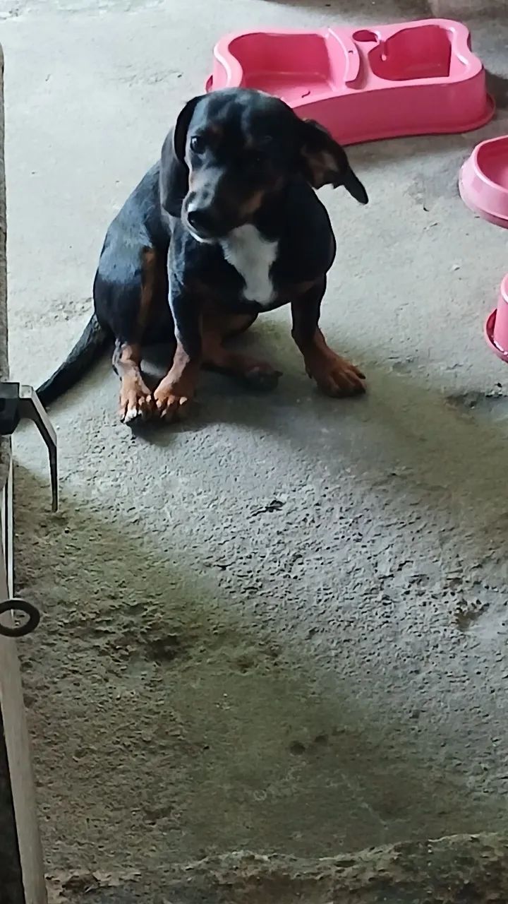 Cachorra salsicha - Foto 2