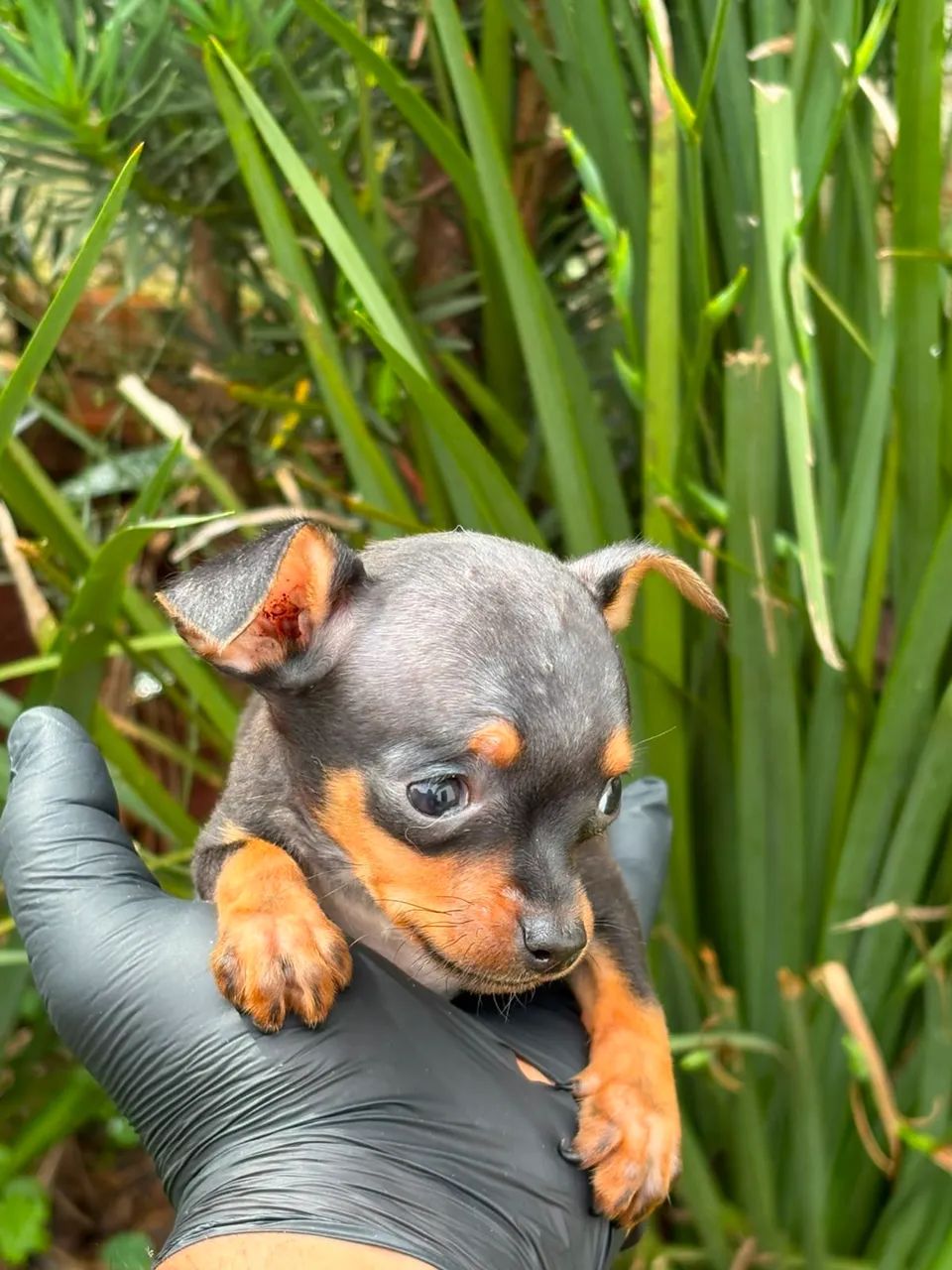 fêmeas pinscher 