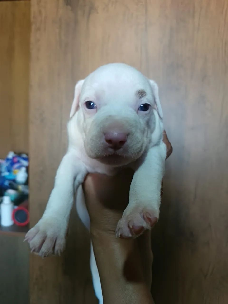 Vende-se pitbull - Foto 2