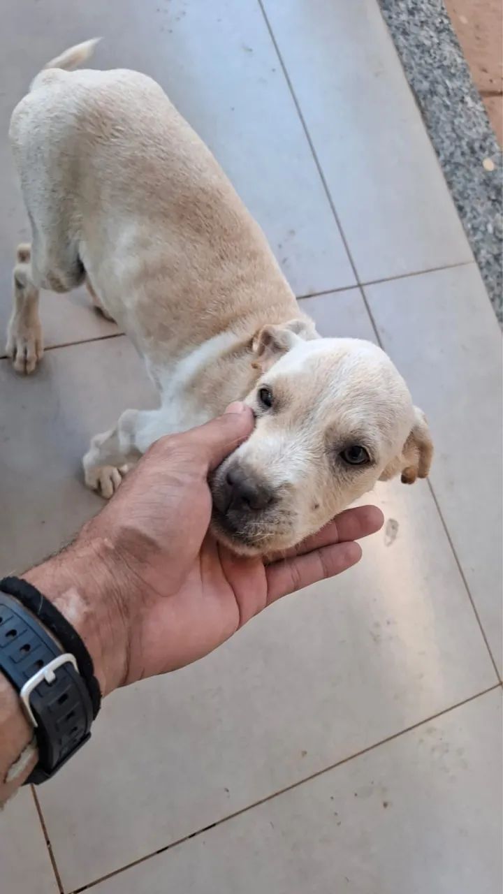 Adoção responsável  - Foto 2