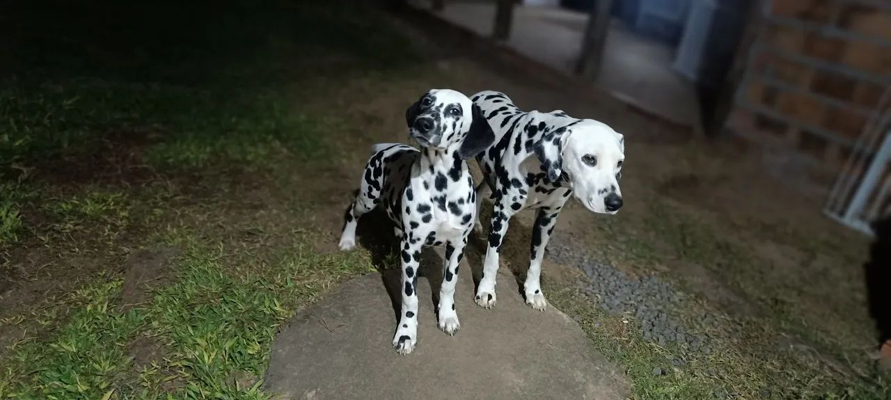 Dálmata Fêmea  - Foto 3