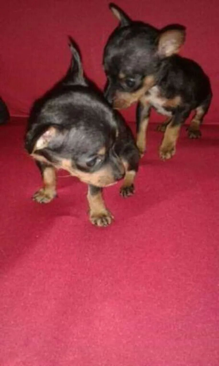 Pinscher 00 - Foto 3