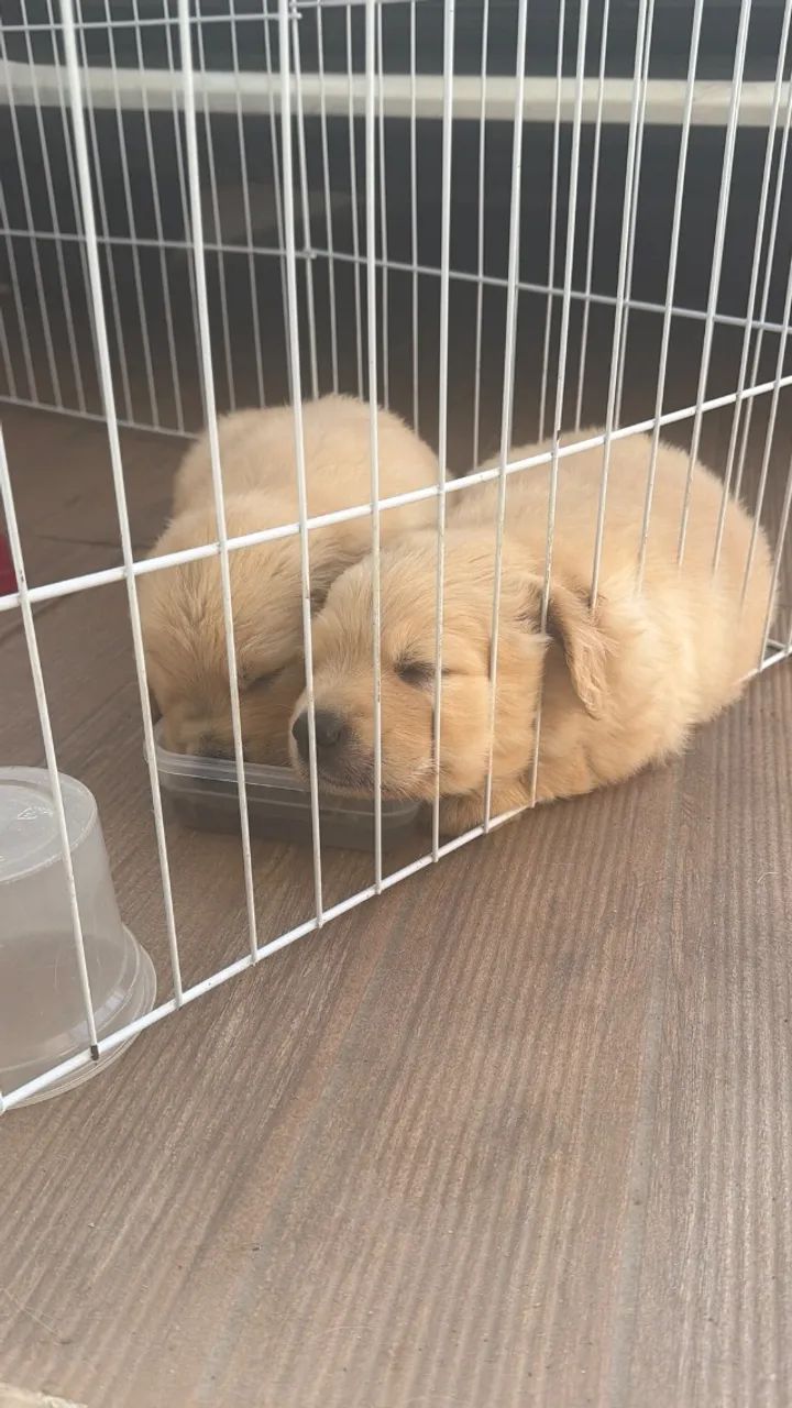 Golden Retrivier  - Foto 4