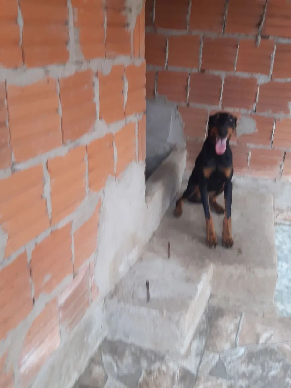  DOBERMAN EUROPEU<br> - Foto 4