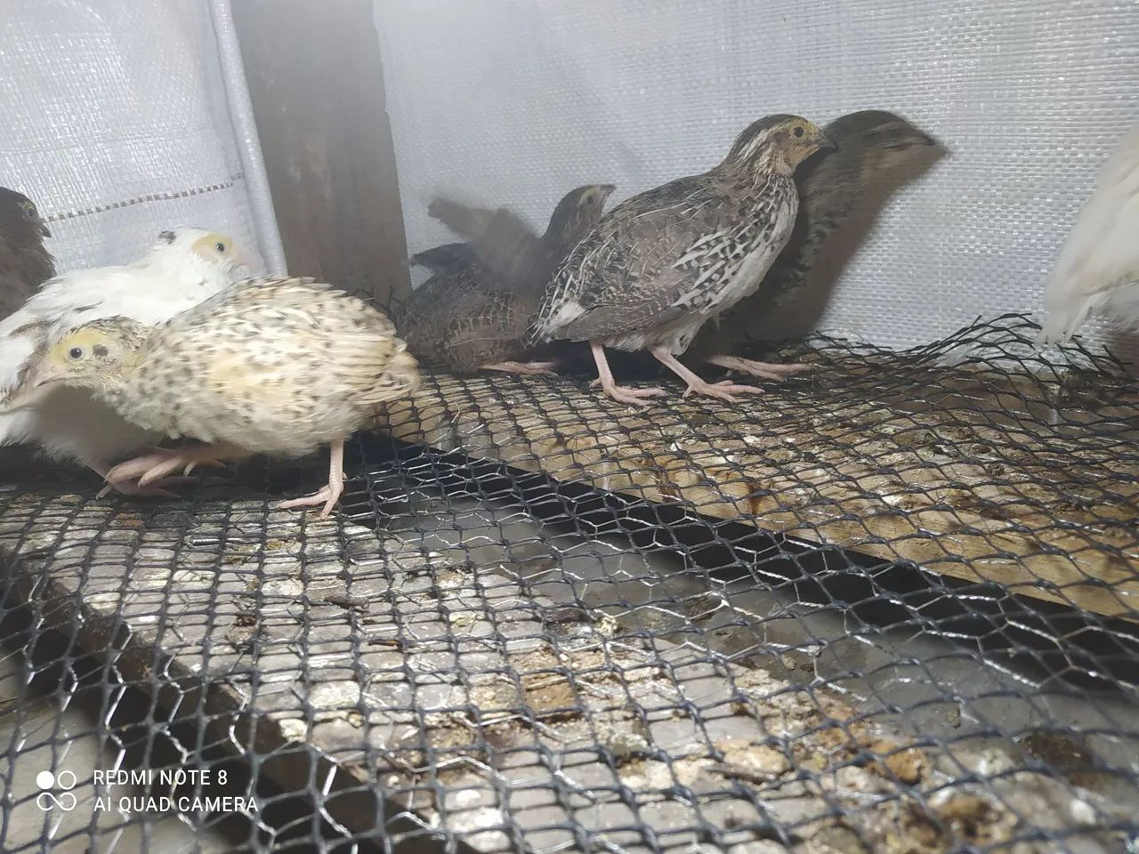 Vendo codornas gigantes 14 reais cada sou de pelotas 