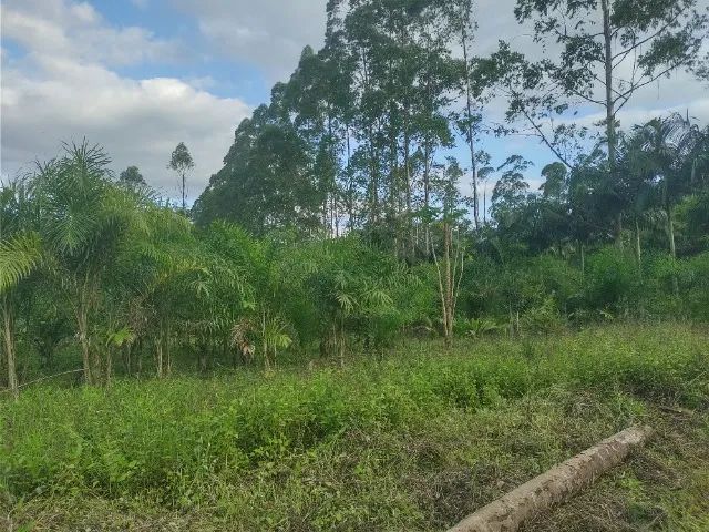 SÍTIO 5 ALQUEIRES COM PUPUNHA, MACADAMIA E CAFÉ  - Foto 3