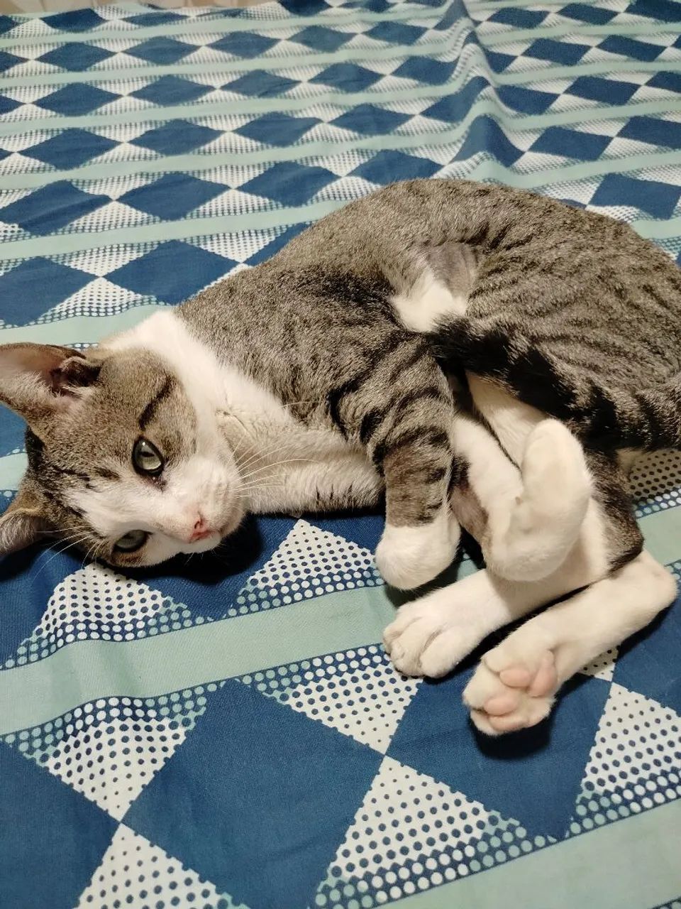 Gato - Foto 2